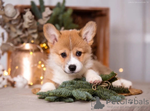 Photo №2 to announcement № 33281 for the sale of welsh corgi - buy in Russian Federation private announcement