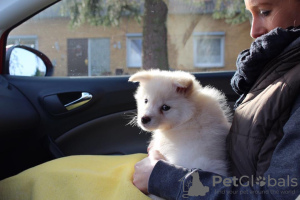 Photo №2 to announcement № 109541 for the sale of finnish lapphund - buy in Romania private announcement