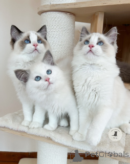 Photo №1. ragdoll - for sale in the city of Paris | negotiated | Announcement № 163535