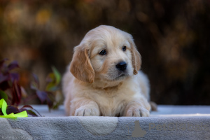 Additional photos: Golden retriever puppies