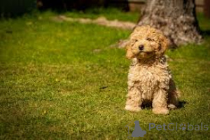 Photo №3. Labradoodle-puppy's te koop. Netherlands