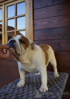 Photo №3. English bulldog, female. Serbia