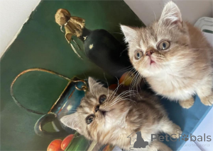 Photo №1. exotic shorthair - for sale in the city of Detmold | 329$ | Announcement № 153852