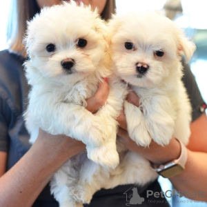 Photo №1. maltese dog - for sale in the city of Fontainebleau | Is free | Announcement № 118147