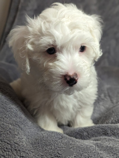Photo №1. maltese dog - for sale in the city of Miami Gardens | 400$ | Announcement № 93417