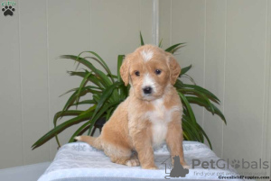 Photo №3. Stunning Goldendoodle Puppies. Ireland