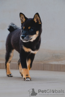 Additional photos: Black Shiba Inu Puppy (rare color)