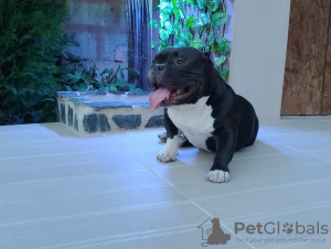 Photo №3. American bully pocket. Bulgaria