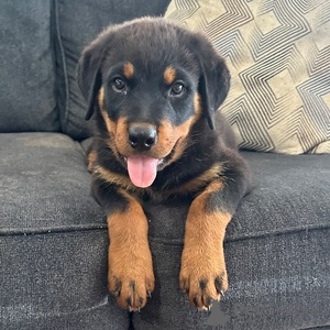 Photo №1. rottweiler - for sale in the city of Bad Wildungen | 471$ | Announcement № 151470