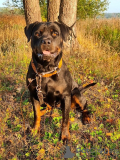 Photo №1. rottweiler - for sale in the city of Москва | Is free | Announcement № 123969