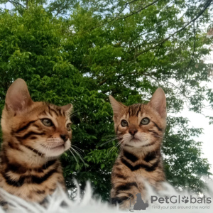 Photo №4. I will sell bengal cat in the city of Belgrade. breeder - price - negotiated