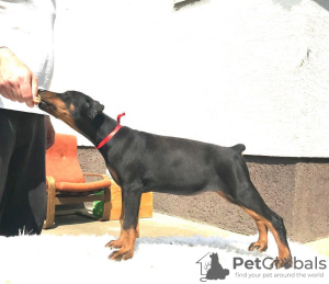 Photo №3. Doberman puppies. Serbia