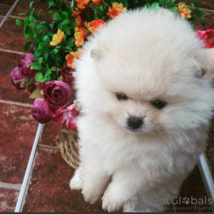 Photo №2 to announcement № 13849 for the sale of pomeranian - buy in Russian Federation from nursery