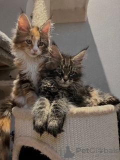 Photo №4. I will sell maine coon in the city of Berlin. private announcement - price - 317$