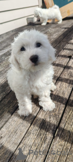 Photo №2 to announcement № 176497 for the sale of bichon frise - buy in Slovenia private announcement