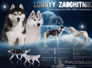 Photo №3. Pre-booking is open for GORGEOUS Husky puppies. Russian Federation