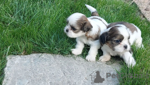 Photo №2 to announcement № 106803 for the sale of shih tzu - buy in Poland breeder