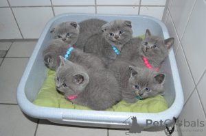 Photo №2 to announcement № 123658 for the sale of british shorthair - buy in Germany private announcement