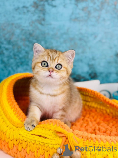 Photo №1. scottish straight - for sale in the city of Kiev | 500$ | Announcement № 145302