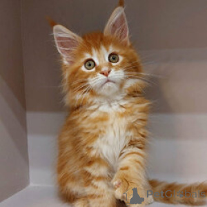 Photo №1. maine coon - for sale in the city of Antwerp | Is free | Announcement № 154161