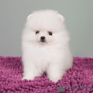 Photo №2 to announcement № 100391 for the sale of pomeranian - buy in United States private announcement