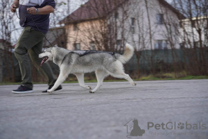Photo №2 to announcement № 32777 for the sale of siberian husky - buy in Romania breeder