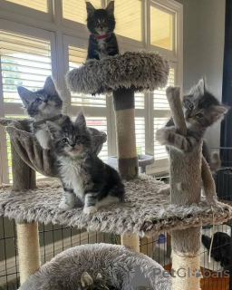 Photo №1. maine coon - for sale in the city of Leipzig | 465$ | Announcement № 160426