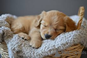 Photo №2 to announcement № 135933 for the sale of golden retriever - buy in Germany 