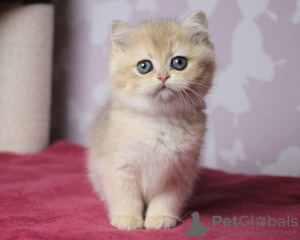 Photo №1. ragdoll - for sale in the city of Hanstedt | 452$ | Announcement № 132778