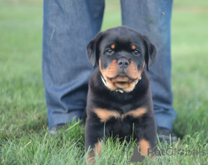 Photo №1. rottweiler - for sale in the city of Cassandreia | negotiated | Announcement № 158307
