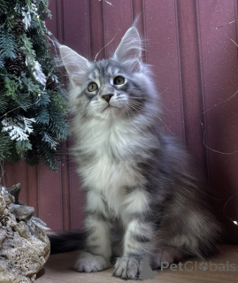 Photo №1. maine coon - for sale in the city of Baden Baden | 1022$ | Announcement № 163670