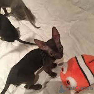 Photo №3. Cornish Rex-Kätzchen zu verkaufen. Austria