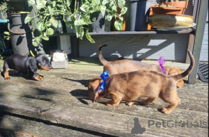 Photo №2 to announcement № 172427 for the sale of dachshund - buy in Austria breeder