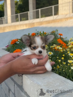 Photo №1. chihuahua - for sale in the city of Dresden | negotiated | Announcement № 169840