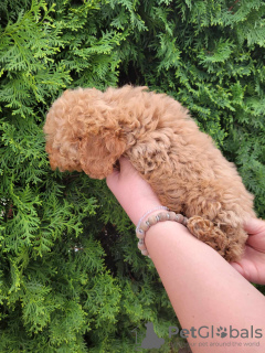 Photo №3. Toy poodle puppies. Serbia