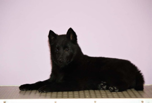 Additional photos: Schipperke puppies