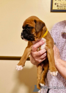 Photo №1. boxer - for sale in the city of Франкфурт-на-Майне | 329$ | Announcement № 143459