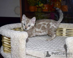 Photo №1. bengal cat - for sale in the city of Blagoveshchensk | 675$ | Announcement № 11477