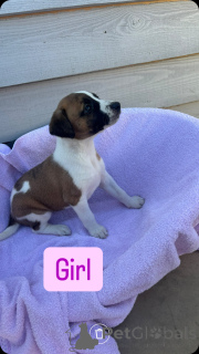 Photo №3. Bigl Chanka puppies, 1 boy and 1 girl are available. Russian Federation