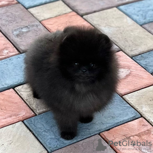 Additional photos: Amazing Pomeranian Puppies For Sale (Whatsapp 31685390783 )