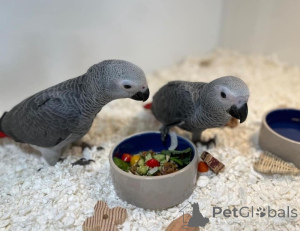 Photo №1.  - for sale in the city of Hannover | negotiated | Announcement № 170206