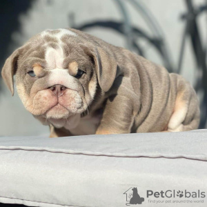 Photo №3. Amazing English bulldogs puppies for adoption. Germany