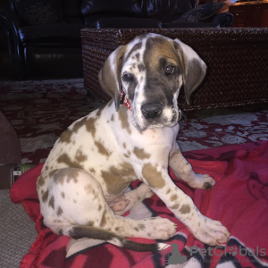 Photo №1. great dane - for sale in the city of Валлетта | 845$ | Announcement № 80954