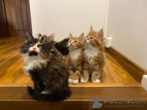 Photo №1. maine coon - for sale in the city of Антверпен | 158$ | Announcement № 123527