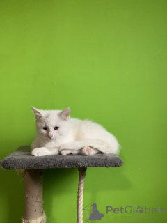Photo №1. turkish van - for sale in the city of Odeenthal | 329$ | Announcement № 148554