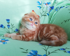 Photo №2 to announcement № 6109 for the sale of scottish fold - buy in Belarus from nursery