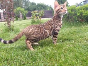 Photo №3. Kennel & quot; In the world of cats & quot; offers Bengal cat for sale,. Belarus