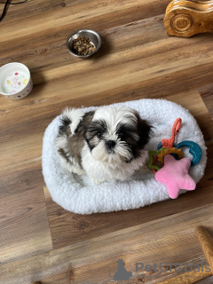 Photo №4. I will sell non-pedigree dogs in the city of Mississippi State. breeder - price - negotiated