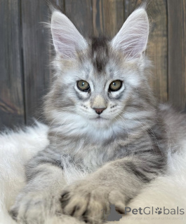 Photo №1. maine coon - for sale in the city of Bellaire | 790$ | Announcement № 161710