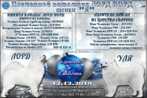 Photo №1. samoyed dog - for sale in the city of Mozhaisk | 341$ | Announcement № 6592